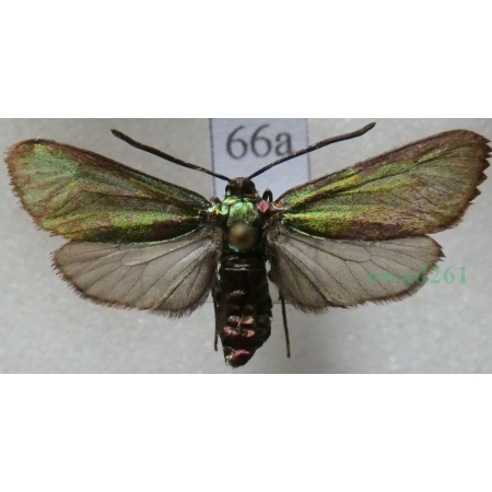 Adscita statices (Linnaeus, 1758) Lśniak szmaragdek Czech66a